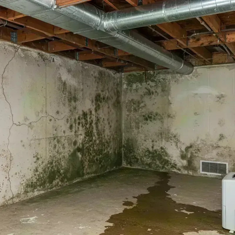 Professional Mold Removal in Benton, TN